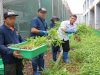 Lapas Cibinong Panen 120 Kg Kangkung, Bukti Keberhasilan Pembinaan Warga Binaan yang Mandiri dan Produktif