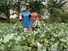 Lapas Atambua Panen 300 Kg Brokoli, Hasil Keahlian Vokasional Warga Binaan