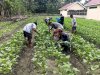 Pembinaan Pertanian Produktif, Lapas Palu Panen Kangkung dan Sawi