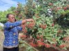 Dari Kebun Lapas, 150 Kg Rambutan Dukung Pembinaan dan Ketahanan Pangan