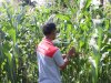 Panen Jagung Jadi Ruang Belajar Reintegrasi Sosial Warga Binaan Lapas Piru