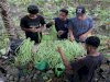 Panen Kacang Panjang, Lapas Piru Dorong Kemandirian Warga Binaan lewat Kebun Produktif