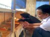 Manajemen Pembesaran Ayam KUB di Lapas Perempuan Jambi Dukung Program Kemandirian Warga Binaan