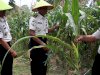 Panen Raya Serentak Pemasyarakatan, Jagung dan Kacang Panjang Jadi Andalan Lapas Piru