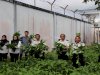 Panen Kangkung Bukti Keberhasilan Pembinaan Kemandirian di Lapas Tanjung