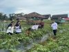 Bapas Tanjungpandan Awasi Pelaksanaan Putusan Pengadilan terhadap ABH melalui Pelatihan Kerja di Desa Prepat