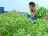 Manfaatkan Lahan Terbatas, Lapas Kotabaru Panen 53 Kg Kangkung