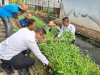Kepala Rutan Marabahan Panen 50 Ikat Kangkung bersama Warga Binaan