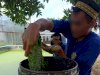 Manfaatkan Azolla, Lapas Banjarbaru Kembangkan Pertanian dan Peternakan Berkelanjutan