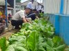 Hijaukan Area Kunjungan, Lapas Pangkalpinang Panen 40 Kg Sawi Caisim