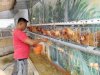 Lapas Pemuda Madiun Kembangkan Pembinaan Produktif lewat Peternakan Ayam