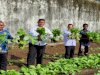 Dari Tangan Warga Binaan, Sayur Sawi Segar Penuhi Kebutuhan Dapur Lapas Tual