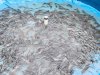 Dukung Program Ketahanan Pangan, Lapas Batulicin Panen 19 Kg Lele