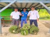 Lapas Piru Panen Pisang, Perkuat Ketahanan Pangan dan UMKM Warga Binaan