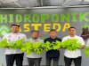 Lapas Banjarmasin Panen 200 Pot Selada Hidroponik, Hasil Melimpah Tebar Optimisme