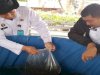 Dukung Ketahanan Pangan, Lapas Banjarmasin Tebar 600 Bibit Ikan Mas di Bioflok SAE 1