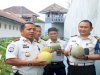 Penen Melon, Lapas Banyuwangi Buktikan Lahan Terbatas Bukan Penghalang Dukung Swasembada Pangan
