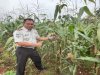 Panen 10 Kg Jagung Jantan, Rutan Pelaihari Siap Penuhi Pesanan Warga