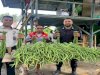Lapas Piru Panen 65 Ikat Kacang Panjang, Dukung Program Kemandirian dan Ketahanan Pangan