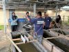 Lapas Amuntai Panen 18 Kg Ikan Patin dari Kolam SAE