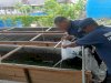 Lapas Amuntai Tebar 2.000 Bibit Lele di Kolam Keramba SAE, Perkuat Program Pembinaan dan Ketahanan Pangan
