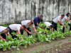 Panen 18 Kg Sawi, Pembinaan Pertanian Lapas Tual Makin Produktif