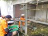 Warga Binaan Lapas Narkotika Karang Intan Kembangkan Penangkaran Murai