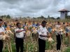 Lapas Atambua Panen Raya 2 Ton Jagung Hibrida Hasil Pembinaan Warga Binaan