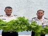 Panen 100 Ikat Selada Hidroponik, Lapas Kotabaru Dukung Kemandirian Pangan Warga Binaan