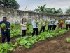 Jaga Stabilitas Pangan, Lapas Tual Kembali Panen Sawi Melimpah
