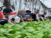 Dukung Ketahanan Pangan, Rutan Marabahan Sukses Panen 100 Ikat Sawi