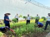 Panen 80 Kg Kangkung, Simbol Konsistensi Pembinaan di Lapas Narkotika Karang Intan