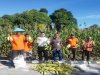 Petik Hasil Pembinaan, Lapas Namlea Panen Jagung Ketan