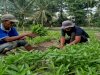 Warga Binaan Lapas Palu Kembali Panen Puluhan Kg Sayuran di SAE Desa Langaleso