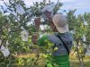 Tingkatkan Produktivitas, Lapas Palu Optimalkan Perawatan Jambu Kristal di SAE Langaleso