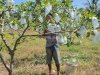 Dukung Ketahanan Pangan, Lapas Palu Kembali Panen 48 Kg Jagung dan 15 Kg Jambu Kristal