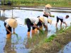 Lapas Banyuwangi Kembali Tanam Padi di SAE Paswangi, Lanjutkan Program Ketahanan Pangan