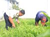Kemandirian Nyata, Lapas Pemuda Madiun Panen 40 Kg Kangkung