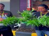 Klien Bapas Denpasar Panen Kangkung dalam Program Kemandirian 