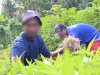 Panen 25 Ikat Kangkung, Lapas Ambon Buktikan Pembinaan lewat Hasil Nyata