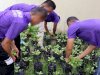 Bersama Lembaga ADAB, Anak Binaan LPKA Ambon Panen Sayuran