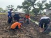 Mengintip Proses Tanam Kacang Tanah di Lapas Terbuka Kendal