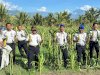 Lapas Palu Sukses Panen 125 Kg Jagung Manis dan 40 Kg Sawi 