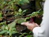 Lapas Besi Kembangkan Ginseng Korea untuk Pembinaan Warga Binaan