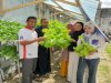 Manfaatkan Pipa Paralon, Lapas Tual Hasilkan 21 Kg Selada Segar