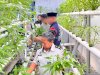 Lapas Wahai Panen 40 Ikat Kangkung Hidroponik, Dukung Kemandirian Pangan