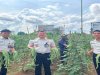 Dukung Ketahanan Pangan, Lapas Muara Tebo Kembali Panen 23 Kg Kacang Panjang 