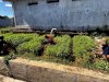 Dukung Ketahanan Pangan, Lapas Narkotika Karang Intan Panen 100 Kg Kangkung dan Tanam 500 Bibit Terung