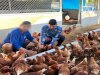Panen 40 Butir Telur dan 14 Kg Kacang Panjang, Warga Binaan Lapas Banjarmasin Petik Hasil Pembinaan Kemandirian