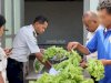 Program Pertanian Berbuah Hasil, Lapas Ambon Panen dan Pasarkan 25 Ikat Selada